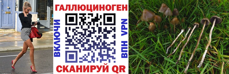 где купить   Новокузнецк  Псилоцибиновые грибы Cubensis 